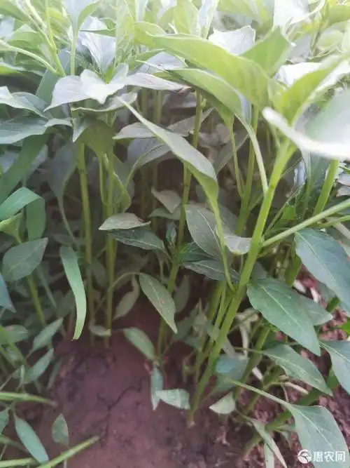 朝天椒苗,单生朝天椒苗,小米椒苗,美人椒苗