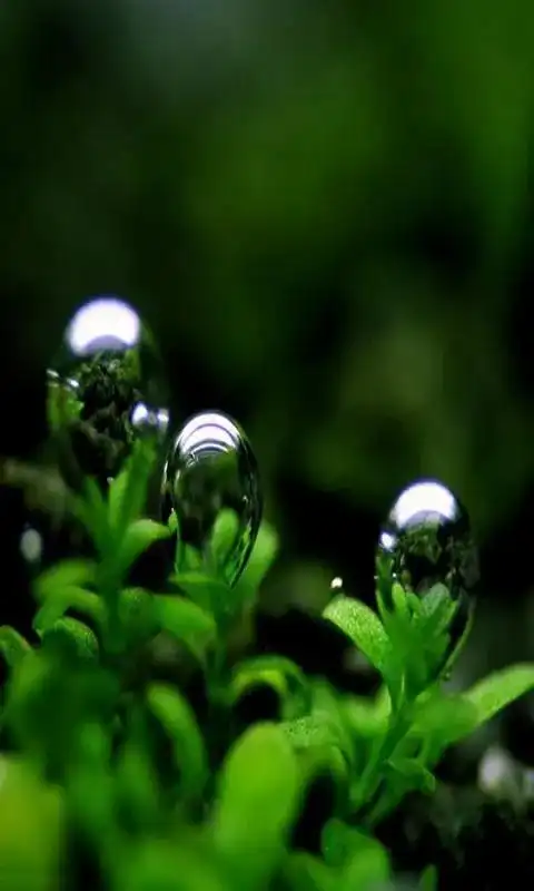 绿色背景图,绿色背景图卡通(护眼壁纸:绿色清新背景图)