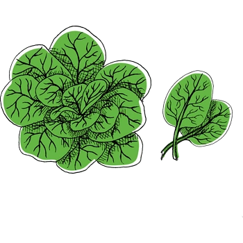 卡通手绘矢量蔬菜叶子野菜