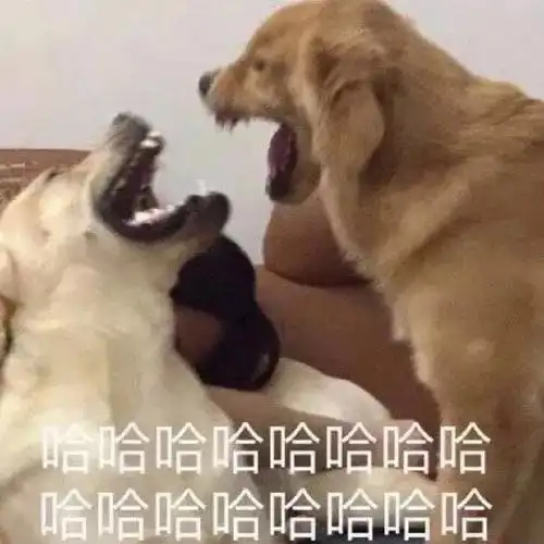 要命啊这俩个真的是笑死我了哈哈哈哈哈哈哈