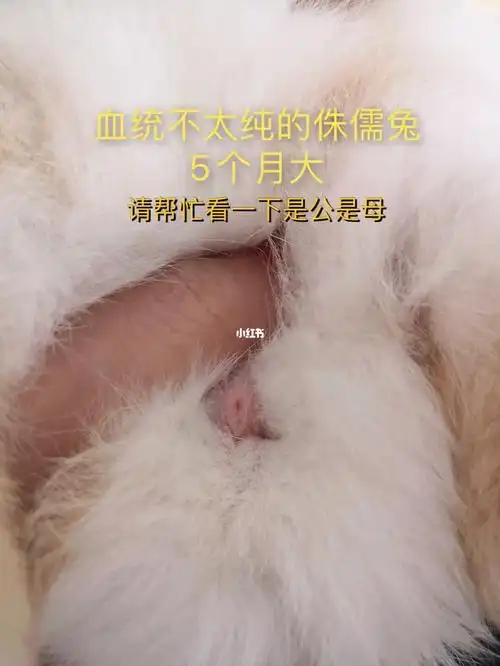 兔子公母好难分辨