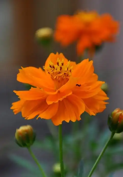 秋天的花卉一样迷人-中关村在线摄影论坛