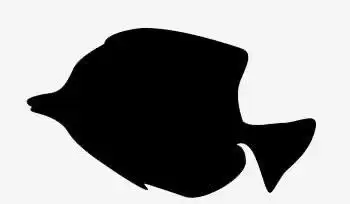 鱼,影子,黑色,深海鱼