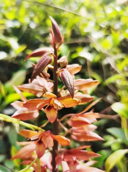 东莞发现成片珍稀野生无叶美冠兰约12株