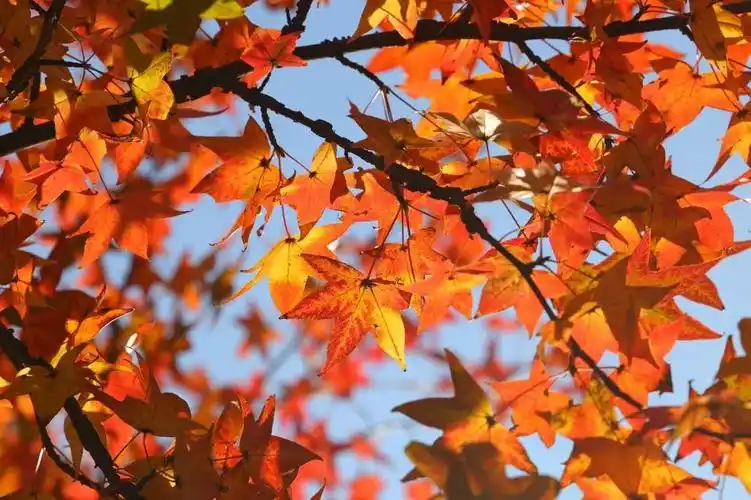 枫香树北美枫香美国红枫三角枫如何枫得清