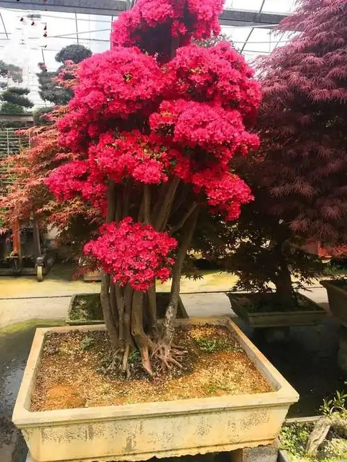 杜鹃花盆景太漂亮了,这几种造型你都见过吗?家里有一盆就不错了