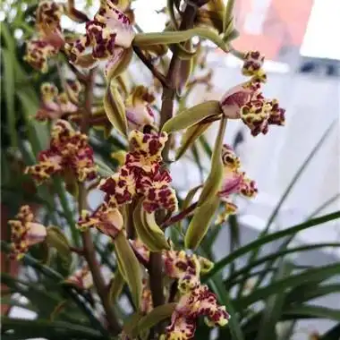 蕙兰紫砂星4苗注意详情