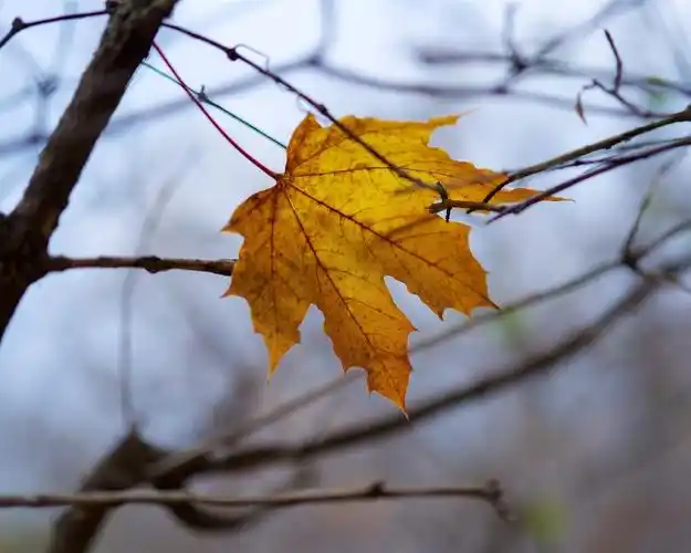 黄色叶子,枝杈,秋天,黄昏 桌布 - 1280x1024