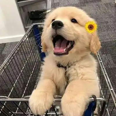 高清萌图可爱动物头像