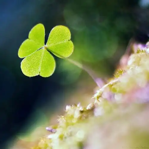 9张代表着幸运与祝福的三叶草唯美图片分享