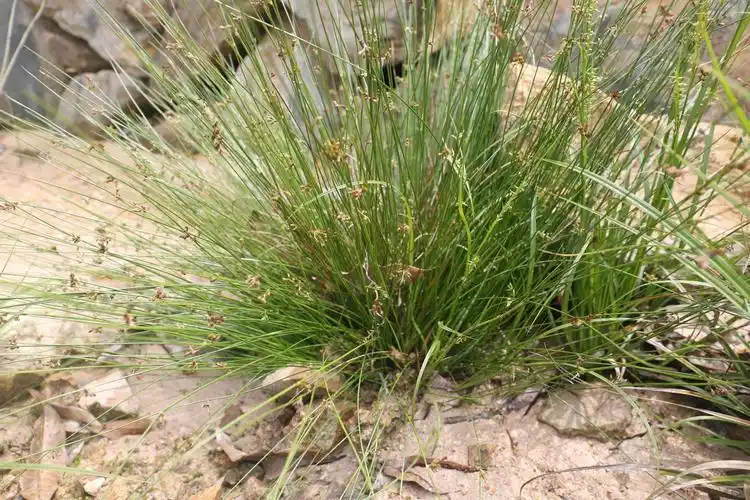 庆元植物1434灯心草科灯心草属野灯心草