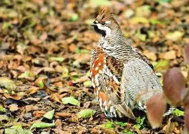 东北人称之为天龙的一种禽类,是山上的,好像是鸟, 这种东西其实是