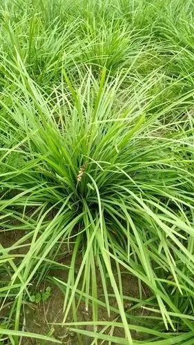 j山东曹县麦冬草代办电话