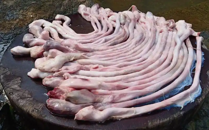 猪鞭的功效与作用吃法(猪鞭的功效与作用,如何正确食用?