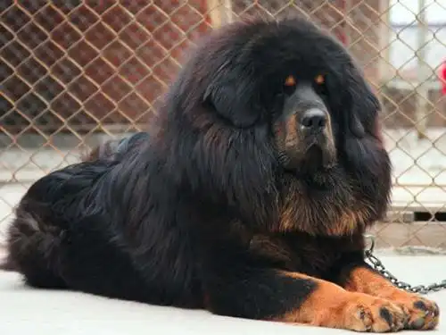 10个月藏獒左前腿不明原因突然瘸了为什么