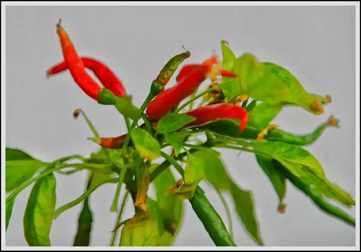 首发自家盆栽的朝天椒