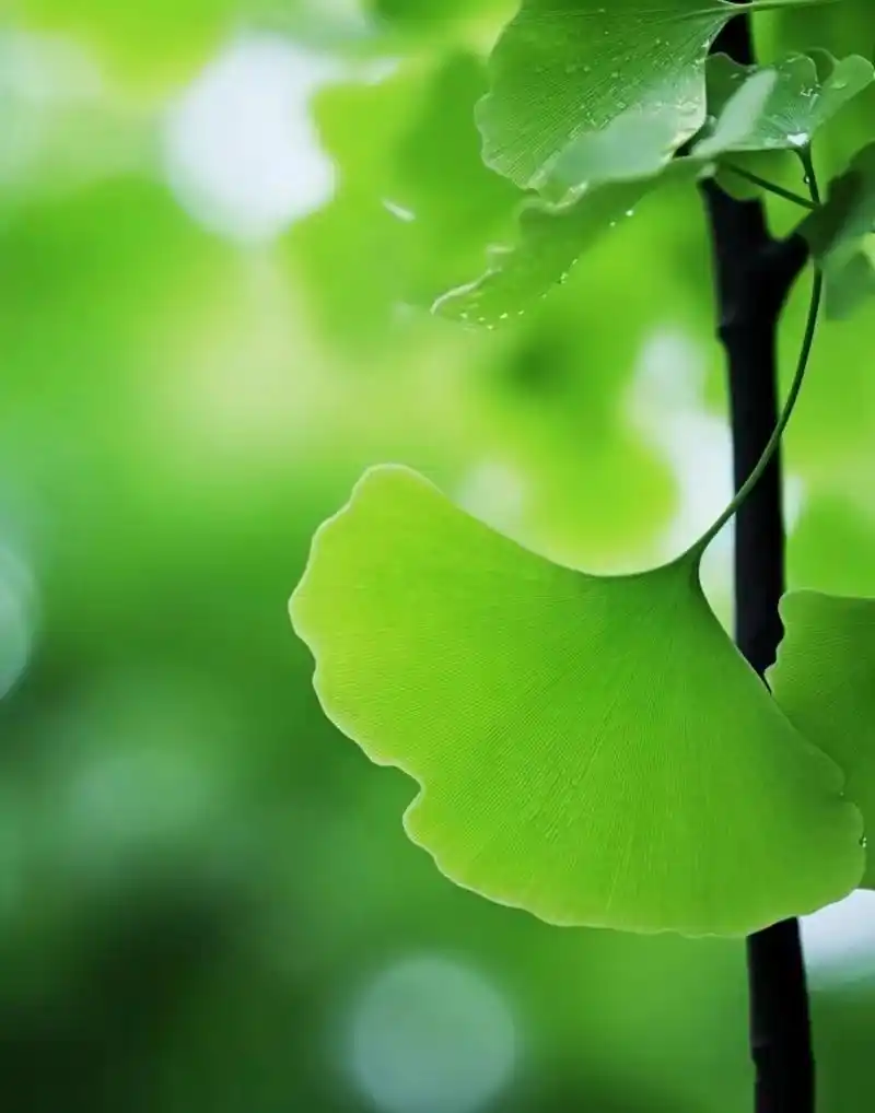 分享几张适合做手机壁纸的图片,绿色非常保护眼睛.