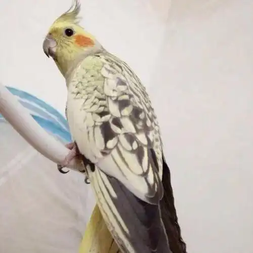 泽驭名宠 玄风宠物活体黄化珍珠原始灰玄凤可教说话的鸟活 雏鸟黄化20