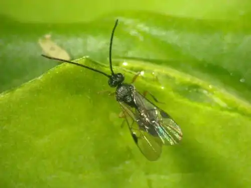 马尼拉小茧蜂成虫