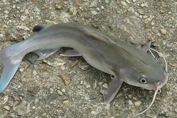 河老虎是什么鱼长有四根胡须全身滑溜的鲇鱼