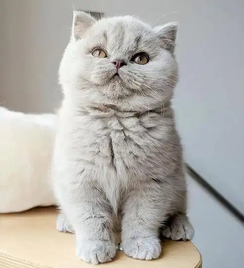 英国短毛猫(british shorthair),是欧洲短毛猫和美国短毛猫的对应品种