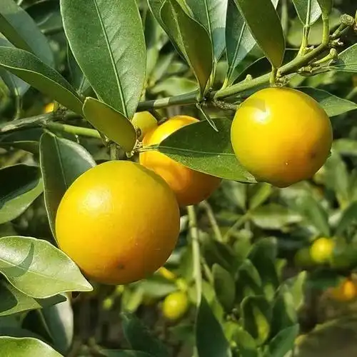 鲜其 脆皮金桔新鲜水果广西小金桔批发滑皮金桔脆蜜金桔大果 防冻包装