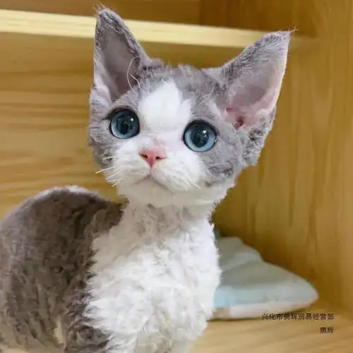 德文卷毛猫纯种赛级血统黑白开脸虎斑蓝眼睛异瞳不掉毛宠物德文猫