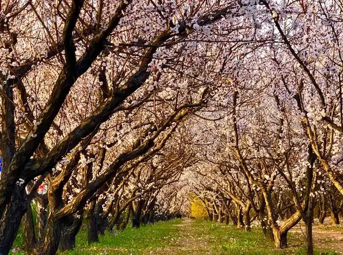 一片杏林春意浓
