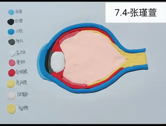 《眼球模型篇》接下来让我们欣赏一下学生们的成果吧!