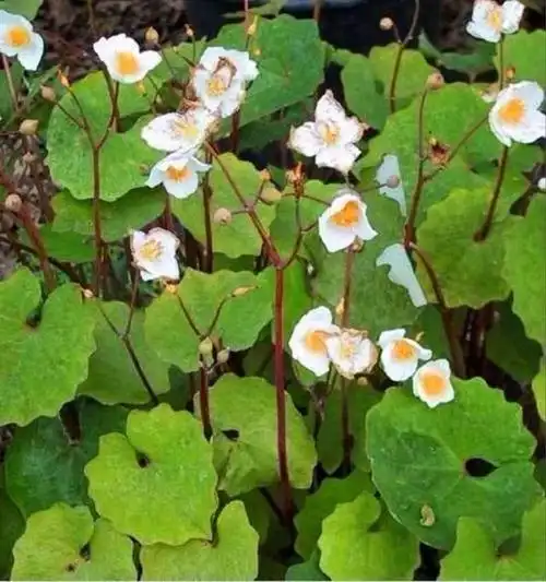 "血水草"是一种什么样的植物?