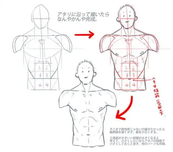 人体躯干肌肉怎么画简易上半身肌肉躯干画法