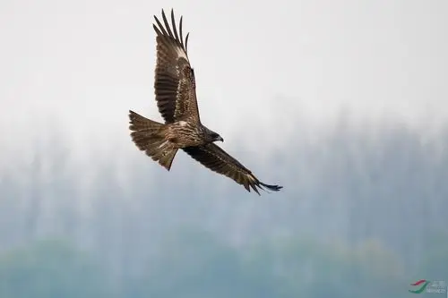 雾茫茫鹰翱翔