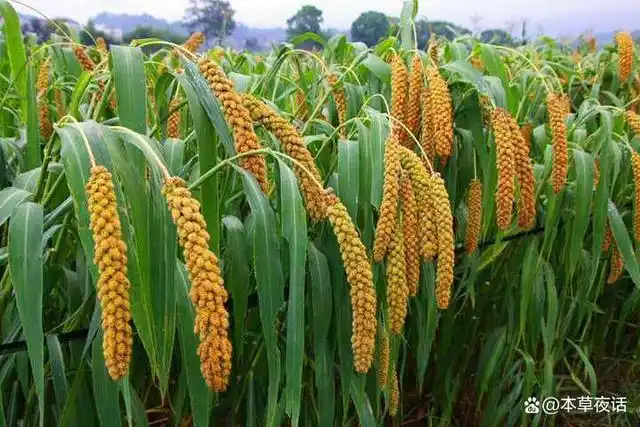 小米又名粟,古代称之为禾,我国北分通称谷子,去壳后叫小米,壳为谷糠.