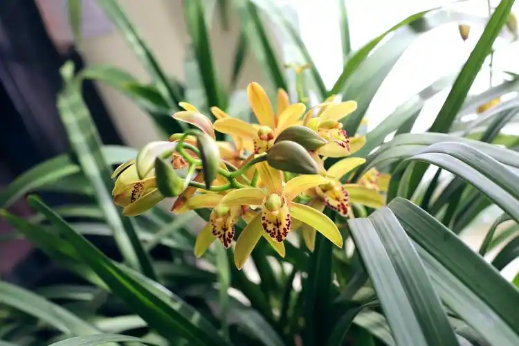 cymbidium ssp.