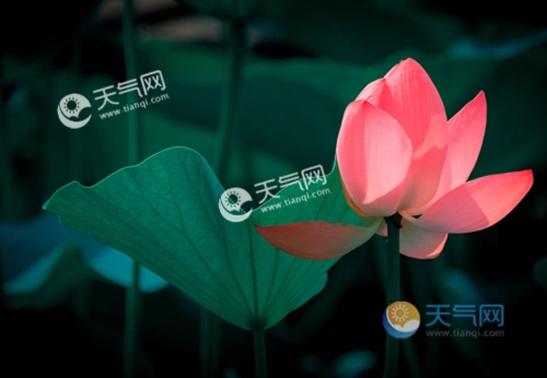 2020年什么时候入伏 2020年三伏天时间表