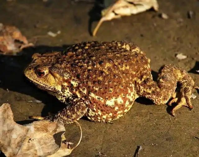 务川十大"村霸"!个个都是狠角色,令人闻风丧胆