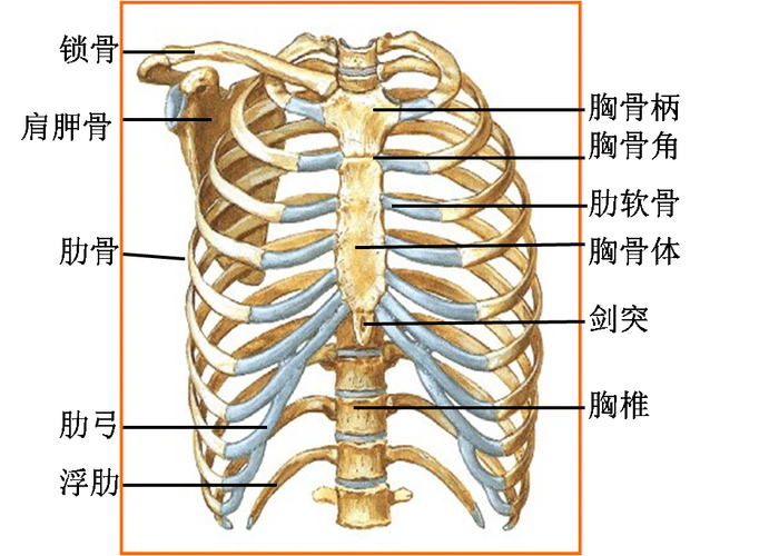 p>胸壁疼痛(chestwallpain)又称肌肉骨骼疼痛(musculoskeletalpain)