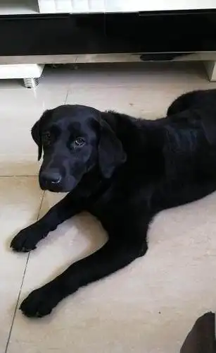 双血统赛级拉布拉多犬母,黑色