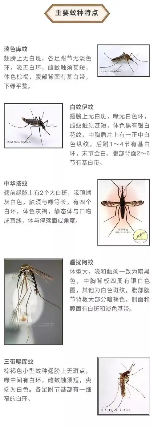 一早被大波蚊子尸体亲切问候究竟发生了什么