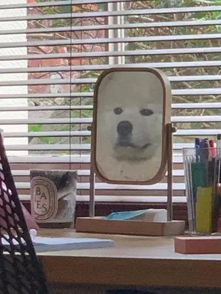 网友无意间拍到狗子在照镜子,只是它的表情,实在太搞笑了!