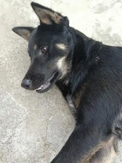 想看铁包金俗称四眼毛色的中华田园犬大家可以发我看看吗