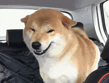 虽然它飞机耳,大饼脸,但在918的今天,我们谈谈日本柴犬的槽点