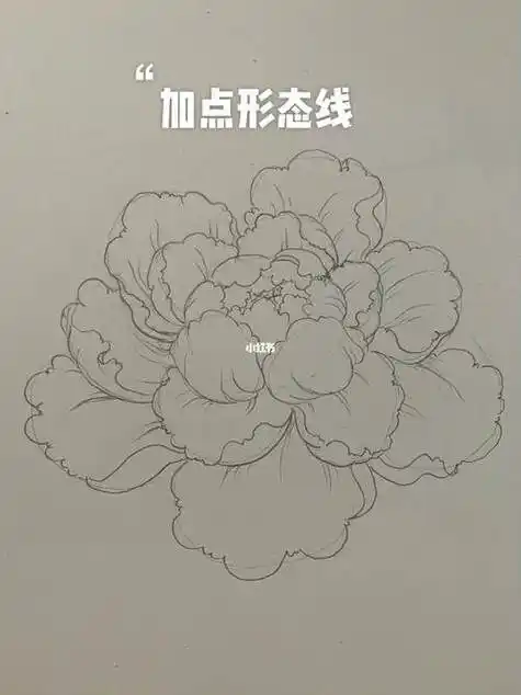 牡丹花简笔画 牡丹花简笔画手绘