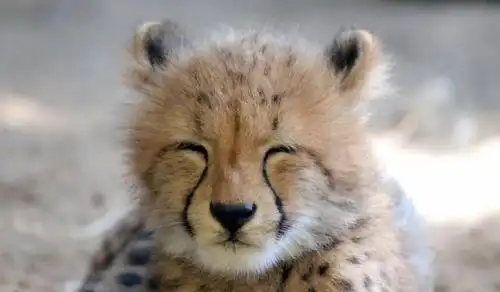 猎豹的这些沙雕表情,真的看一次笑一次