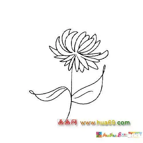 花卉简笔画一朵菊花