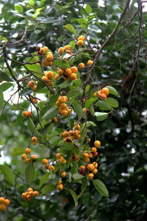 这种熟视无睹的神秘之果,就是友善可亲(花语)的垂叶榕的果实,就是