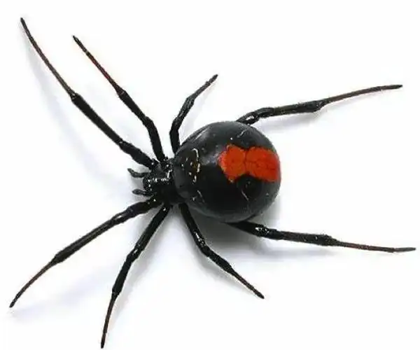 fast最新发现:球状星团m92中的"红背蜘蛛"系统