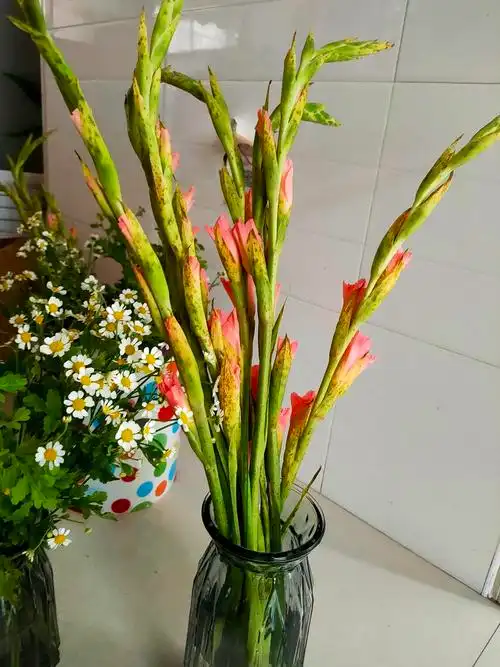 剑兰叶子有黑黄斑点有救吗