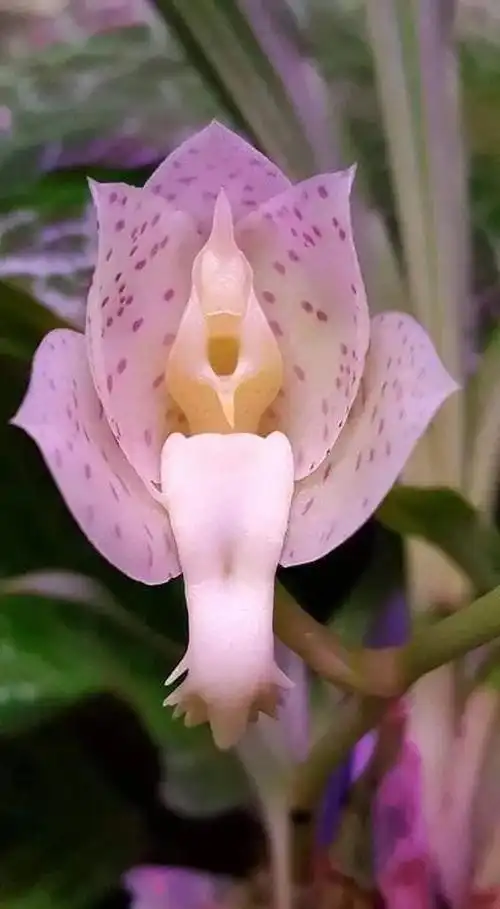 不可思议的奇花异草,看看你见过几种