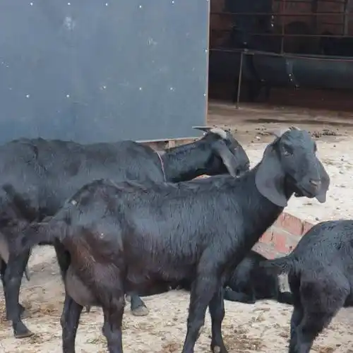 努比亚黑山羊黑山羊简阳大耳羊带孕黑母羊可带崽一起卖